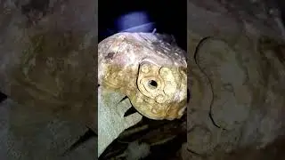 Найти лопату на копе - к удаче🔥
