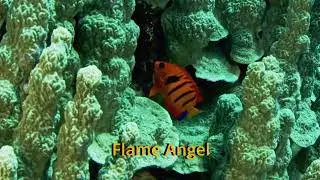 Shy Fish