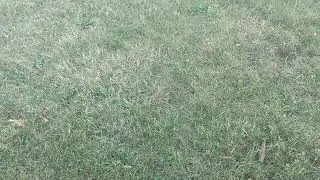 Touching Grass