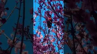 Cherry Blossom Festival 17 to 25 August 2024#Sakura#sakura#aurban#sydney