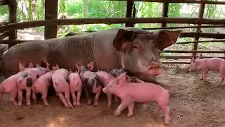 Their piglets are begging their mothers to breastfeed 🐷🐷🐷