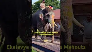 Ekalavya Elephant @ Mysuru Dasara 2024 | Dasara elephant Arjuna replaced with Mudigere Bhyra