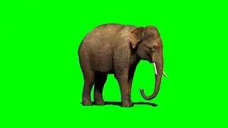 elephant green screen video|hathi green screen video