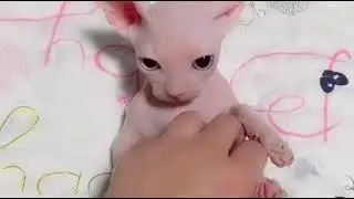 Bingus Tickle 2❤️