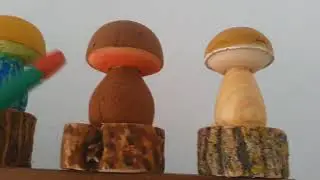 Coleccion de Boletus en casa de un Micólogo