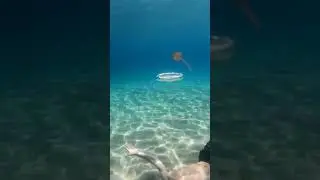 Roll In Jelly Fish
