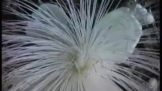Камни / Stones