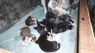 Adorable husky puppies start to walk