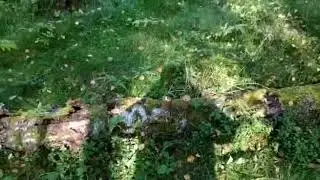 Цветной дым (желтый и зеленый)