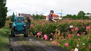 We Harvest Tons of Roses from the Field! - Making Rose Petal Jam in the village