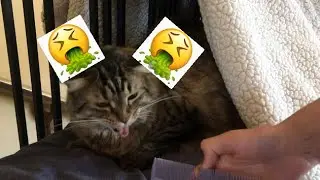 DOSE A COMB MAKE MY CAT PUKE 🤮 ???