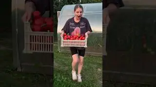 😅 весело собирать урожай #дача