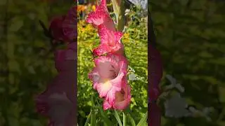 Гладиолусы в моем саду. #shorts #shortvideo #дача #сад #цветы #лето #выходные #красота #природа #fun
