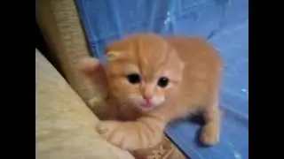 Our Cute Pets - Angry Kitty