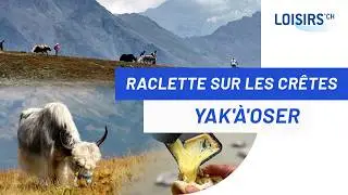 Yak a Oser - Promener des Yacks sur les crêtes à Thyon