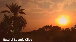 Most Beautiful Evening in Village Fields || Birds Sounds || Natural Sounds Clips