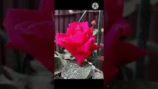 Розы.