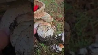 Mushrooms 2024 Eastern Europe 