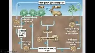 Ecology - Biogeochemical Cycles