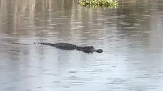 There’s a Gator in the Bushes, He’s Callin’ My Name