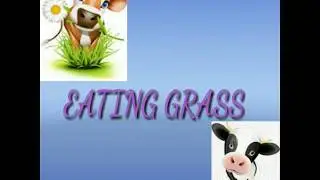 Cow eating grass and cow video