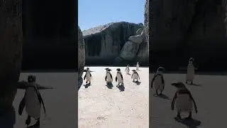 amazing bird   😳#shorts #viralshorts #fish #fishing #amazingfish #trendingshorts #tiktok #cow