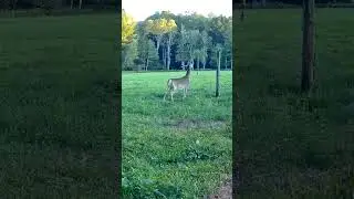 Buck hitting the new scrape tree #2024 #bucks #scrape #shorts #september #awesome