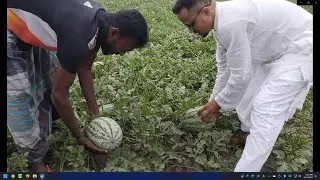 খুলনা কয়রা তরমুজের বাম্পার ফলন