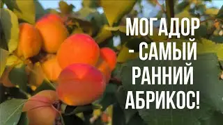 Обзор  самых ранних сортов абрикоса - Космос и Могадор!