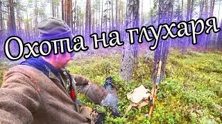 Охота на глухаря. Хорошая работа собаки. Меткий выстрел по глухарю 12 серия /ВТОРАЯ ИЗБА ОСЕНЬ 2022/