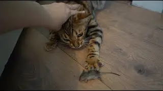 В ДОМЕ МЫШИ, как с ними бороться? жизнь в деревне