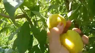Фаргона Пакана