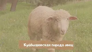 Овцы Куйбышевской породы