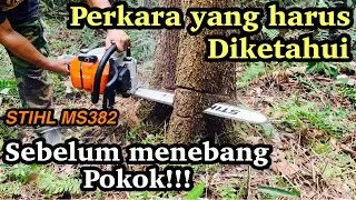 Cara tebang pokok yang betul dengan chainsaw#chainsaw stihl#ms382