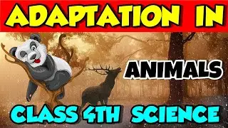 Adaptation in Animals Class 4th Science Chapter 3 explained in Hindi | natural science  class 4th
