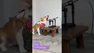 My dog livestream