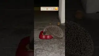 Süßer Igel schmatzt genüsslich #igel #hedgehog #socute