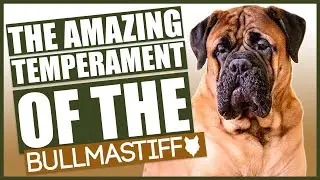 Amazing TEMPERAMENT Of The BULLMASTIFF