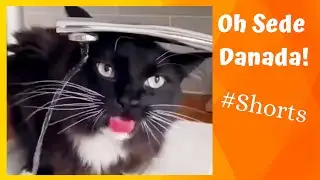 Porque Minha Sede Não Passa??? ⭐Gatos Engraçados #Shorts