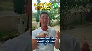 A cosa serve il Sistema Nervoso?