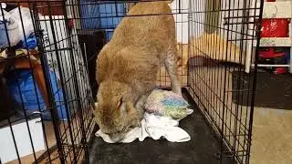Max Canada Lynx On a Roll