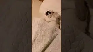 They are best friendsヅ #tiktok #shorts
