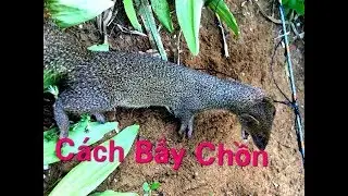 Hướng  dẫn bẫy chồn đèn (4 bước đơn giản cần nhớ)link tiếng chồn dưới phần nhận xét