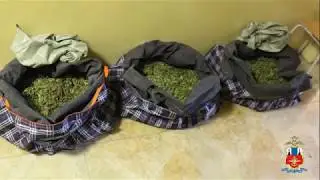 Жители Приморья вырастили 126 тысяч кустов конопли
