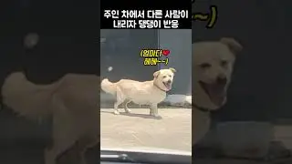 "지금 장난해?".. 주인의 차에서 다른 사람이 내리자 댕댕이 반응