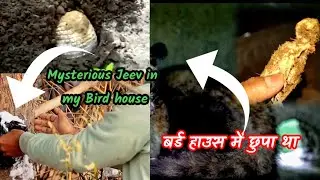 Mysterious Monster in my Bird house | अदृश्यजीव Release करने जा रहे हैं | #petsvlog #dyingbird