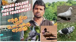 Which colour pigeon suitable for tournament || எந்த நிற புறா போட்டிக்கு ஏற்றது|| #petsworld #pura