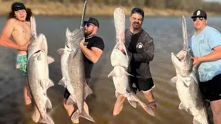 The Great Spoonbill Migration!