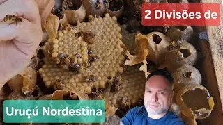 Incrível! 2 Divisões Invertidas de Uruçú Nordestina sem Mistério!