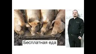 Про бесплатную еду